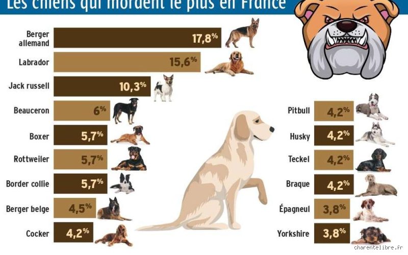 Quel chien tue le plus de personnes en France et dans le monde selon les statistiques officielles ?
