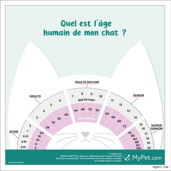 Quel est l'âge le plus difficile pour un chat ? Comprendre les crises comportementales de la petite enfance à la sénescence