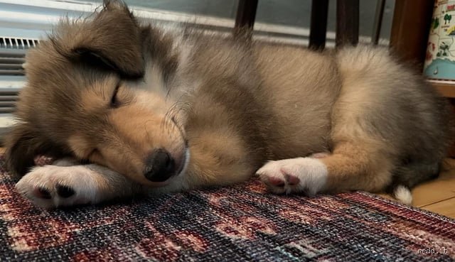 Quel est l'âge le plus fou pour les chiots ? Guide de survie face à l'ouragan canin