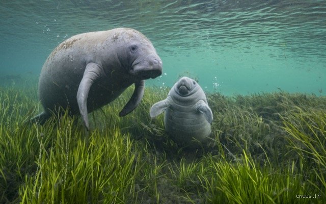 Quel est l'animal le plus impressionnant ?