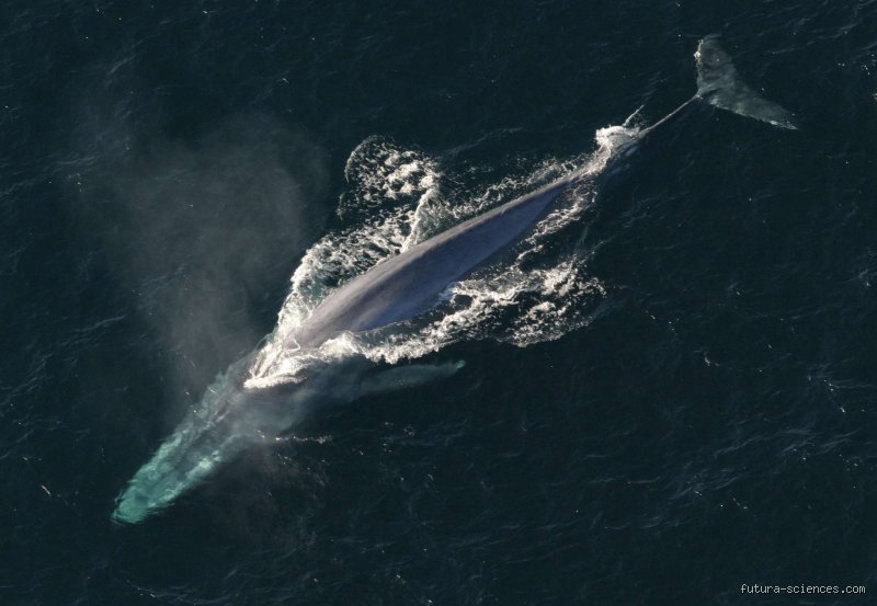 Quel est l'animal le plus long de la planète ?