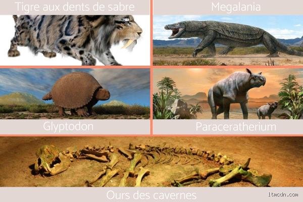 Quel est l'animal le plus préhistorique encore vivant aujourd'hui ?