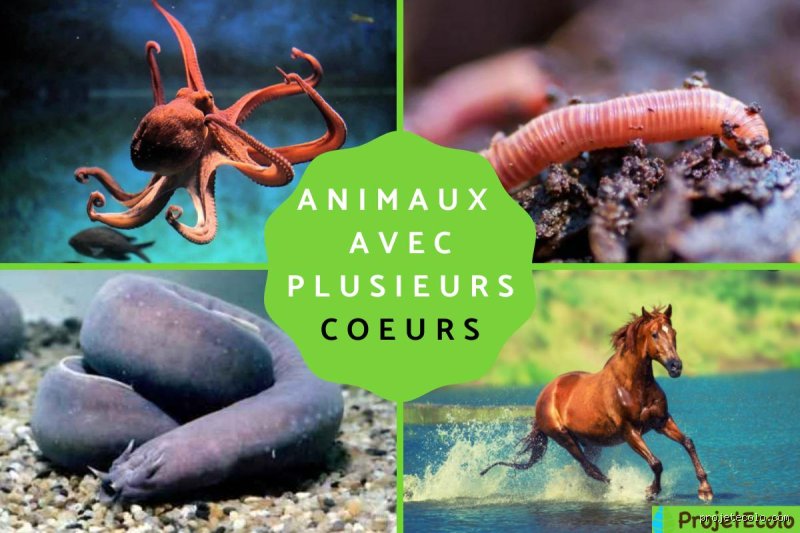 L'Incroyable Animal à Deux Cœurs : Mythe ou Réalité Biologique ?