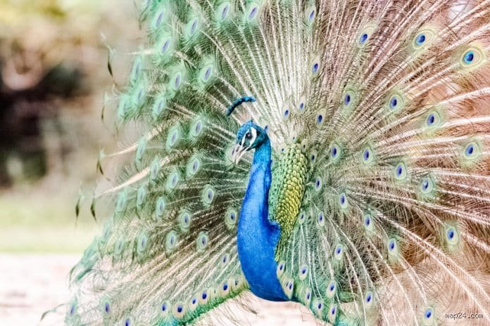 Quel est l'oiseau le plus gentil du monde ?