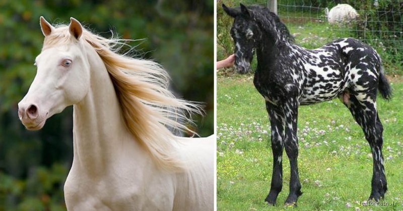 Quel Est la Race de Chevaux la Plus Rare ?