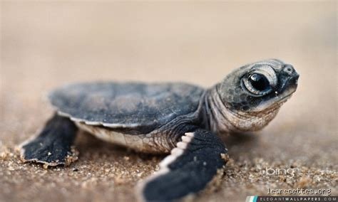 Le mystère du bébé de la tortue : Comment appelle-t-on réellement cette petite merveille ?