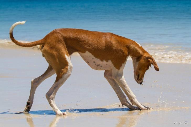 Quel est le chien le plus maigre du monde ?