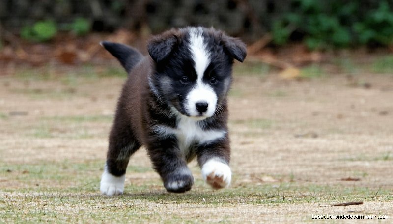 Quel est le chien le plus mignon du monde selon la science et les réseaux sociaux