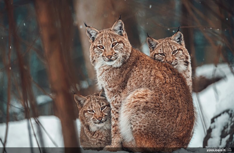 Quel est le cousin du lynx ? Les secrets de famille des félins