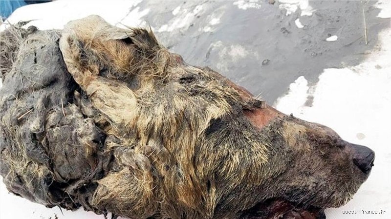 Le loup le plus vieux du monde : une quête entre légende et réalité scientifique