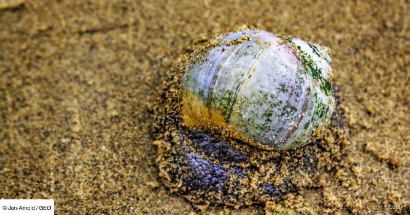 Quel est le nom de l'escargot de mer ? Tout savoir sur ces créatures fascinantes