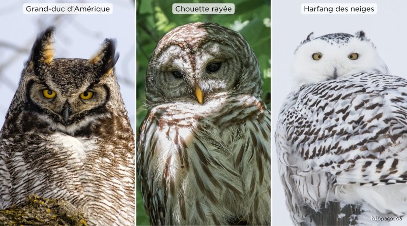 Quel est le nom de la femelle du hiboux ?