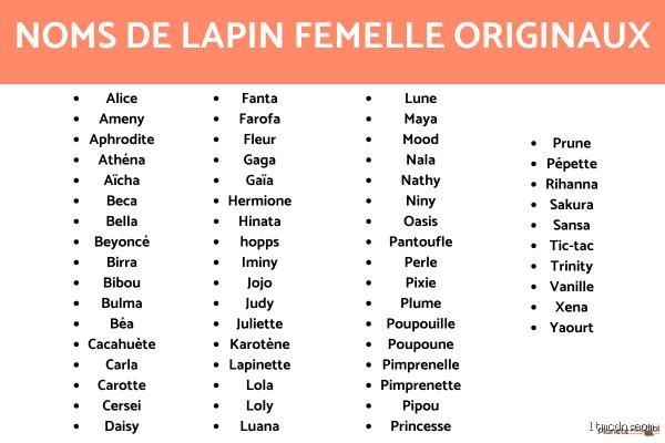 Quel est le nom de la femelle du lapin ?