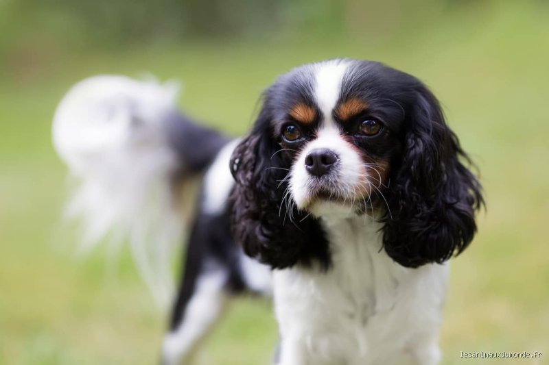 Quel est le nom du chien King Charles ?