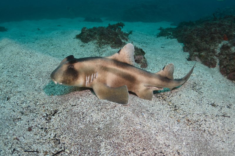 Quel est le poisson qui meurt si il s'arrête de nager ? La vérité sur la respiration bélier et les géants des océans