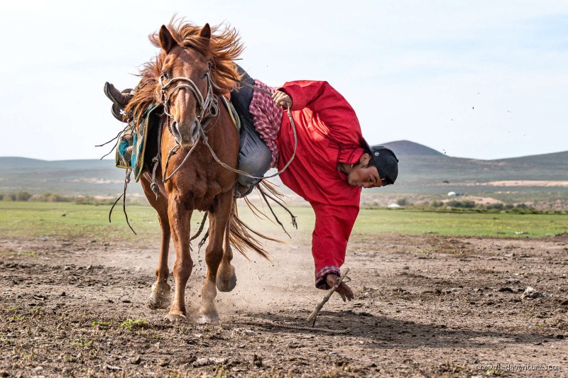 Quel est le prix d'un cheval en Mongolie : le guide complet pour comprendre le marché des steppes en 2026