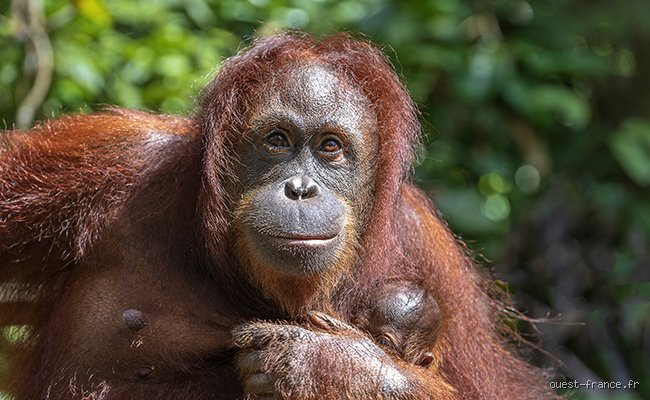 Quel être vivant est le plus intelligent ? Le grand match entre neurones, tentacules et conscience animale