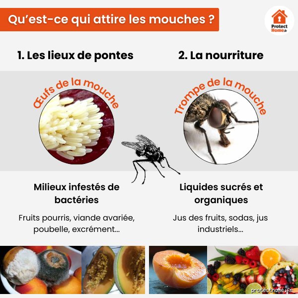 Quel insecte tue les mouches ? Le guide des prédateurs naturels et de la lutte biologique