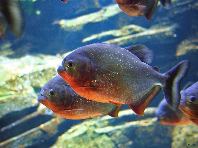Quel poisson a tué le plus d'hommes ? Le verdict surprenant entre prédateurs légendaires et tueurs invisibles
