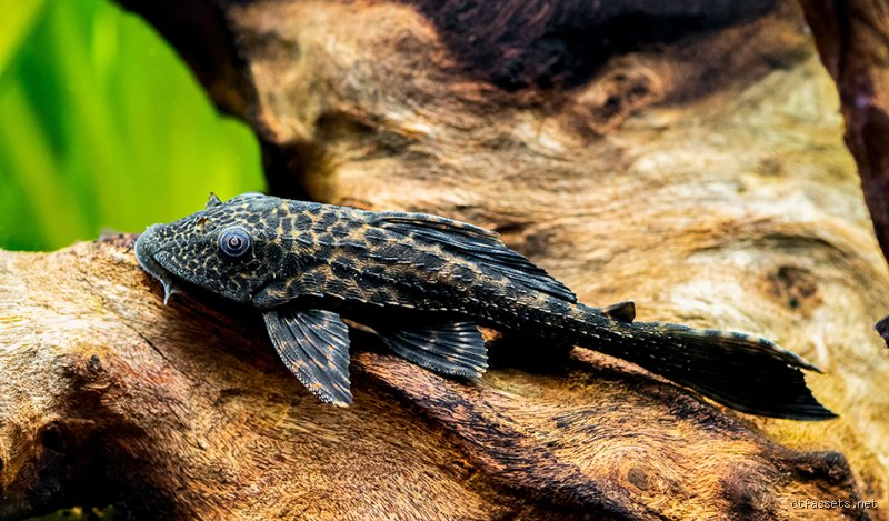 Quel poisson nettoie vraiment les autres poissons ? Le mystère des "nettoyeurs" enfin élucidé