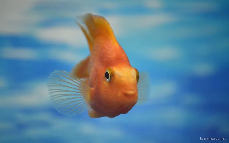 Quel poisson porte bonheur à la maison ? Le guide ultime pour attirer la prospérité et l’harmonie chez soi