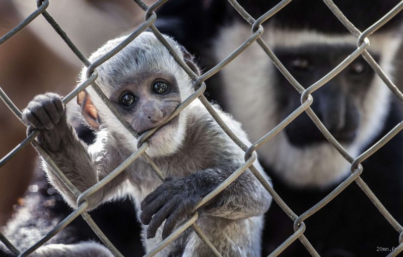 Quel singe est le plus agressif ?