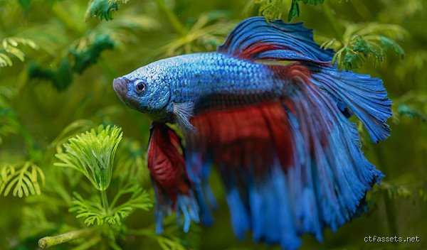 Quel type de poisson est adapté aux débutants : le guide complet pour ne pas transformer son salon en cimetière aquatique