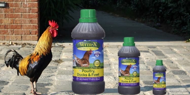 Quel vinaigre utiliser pour vermifuger naturellement ses poules ? Lequel est le plus efficace contre les vers ?