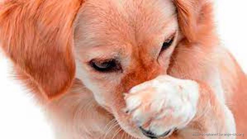 Quelle est l'odeur que les chiens détestent absolument ? La vérité sur leur odorat hypersensible et les répulsifs naturels efficaces
