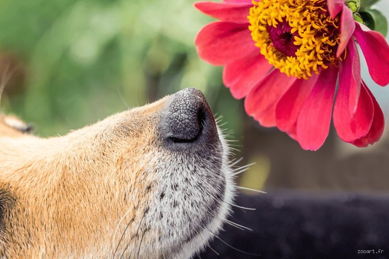 Quelle est l'odeur que les chiens n'aiment pas ?