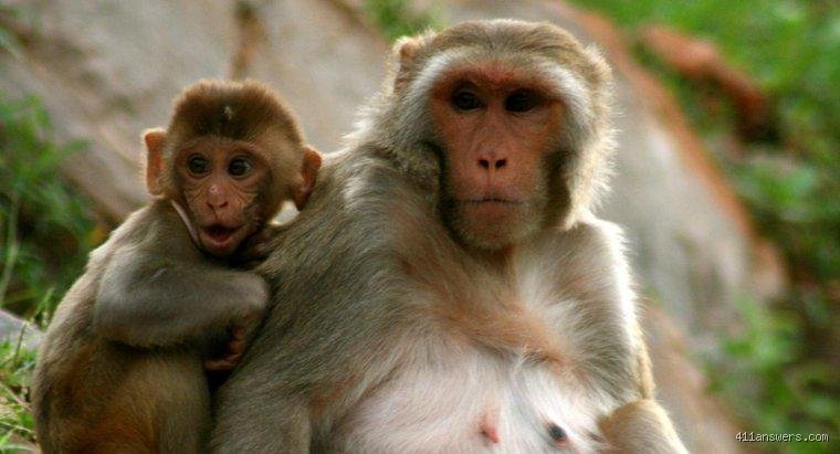 Quelle est la durée de vie d'un petit singe ? Tout ce qu'il faut savoir