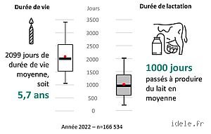 Quelle est la durée de vie d'une vache laitière ?