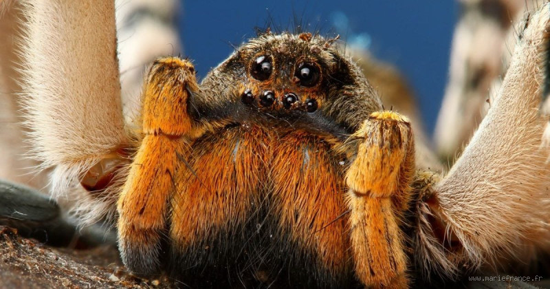 Quelle est la plus grande araignée du monde ? Découvre cette créature géante !