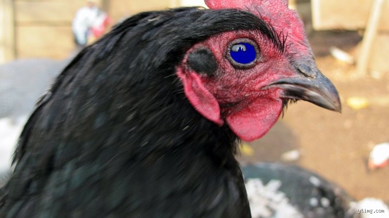 Quelle est la poule qui pond des yeux bleus ?
