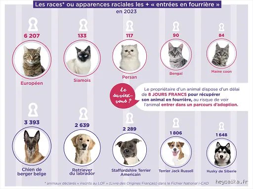 Quelle est la race de chien la plus souvent abandonnée ? Le constat amer derrière les chiffres des refuges français
