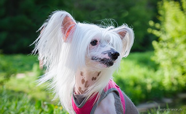 Quelle est la race de chien qui fait le plus de bêtises ? Le classement vérité sur les tornades à quatre pattes