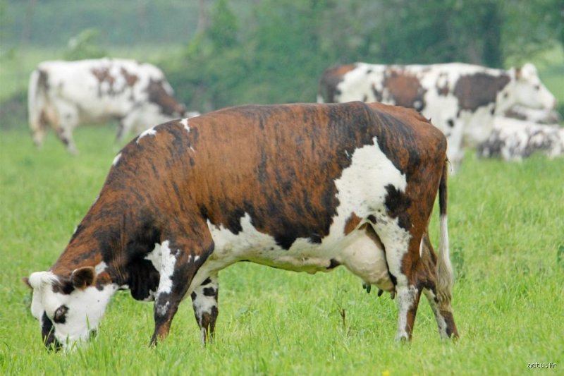 Quelle est la vache la plus rare ?