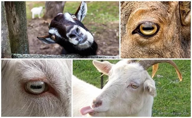 Quelle est la vision d'une chèvre : Un aperçu détaillé de leur façon de voir le monde