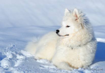 Quelle race de chien supporte le froid ?