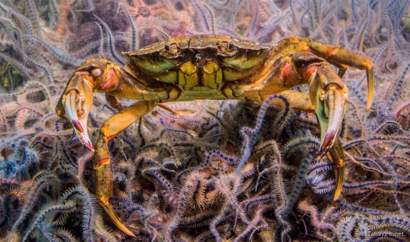 La vision des crabes : décrypter un monde en mosaïque et à 360 degrés