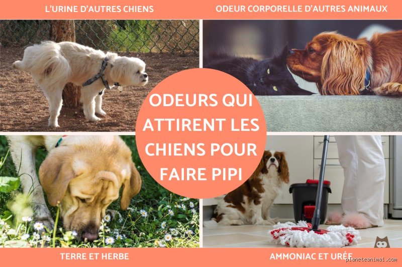 Quelles odeurs les chiens ne doivent-ils pas côtoyer : le guide ultime pour protéger le flair de votre compagnon