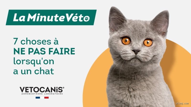 Quelles sont les 7 choses à ne pas faire avec un chat pour préserver son bien-être et sa santé ?