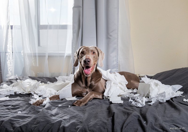Quelles sont les bêtises que font les chiens : comprendre enfin pourquoi votre salon ressemble parfois à un champ de bataille