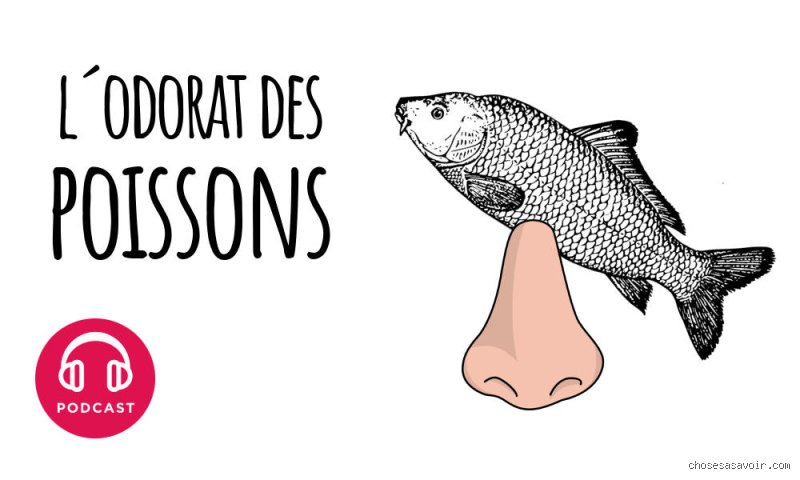 Quelles sont les odeurs que les poissons détestent : le guide ultime pour ne plus faire fuir vos prises