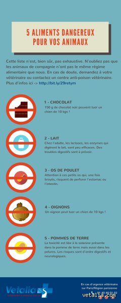 Quels sont les 5 aliments à ne pas donner à un chien : le guide ultime pour éviter les erreurs fatales en cuisine