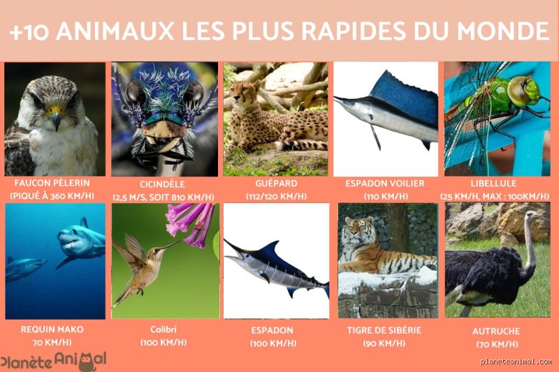 Quels sont les 5 animaux les plus rapides du monde ? La vérité sur les champions de la vitesse sauvage