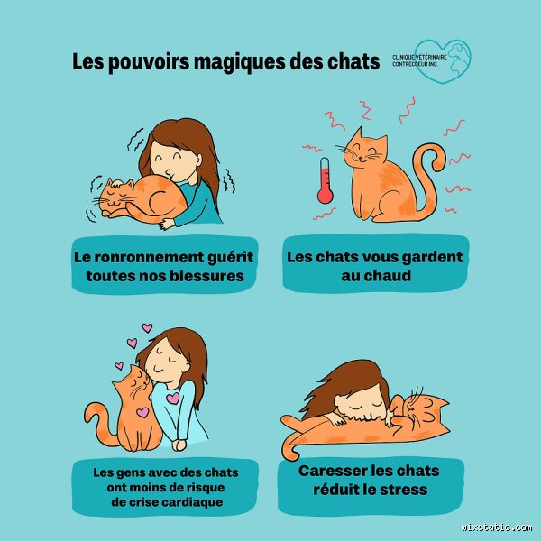 Quels sont les pouvoirs des chats ?