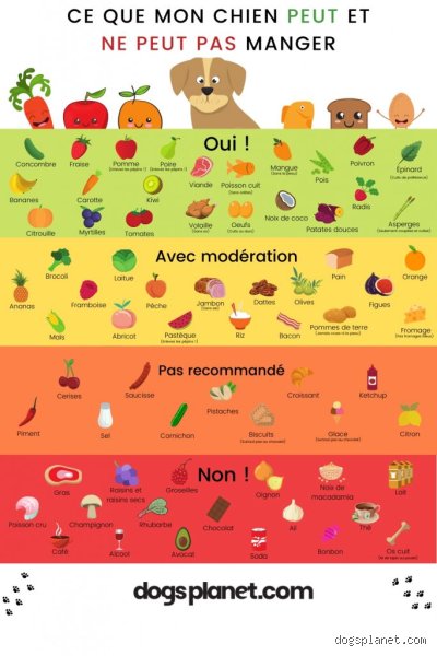 Quels sont les trois aliments à ne pas donner à un chien : attention aux poisons cachés dans votre cuisine