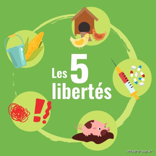Qui a élaboré les cinq libertés ? Histoire secrète d’un texte fondateur qui a révolutionné le bien-être animal
