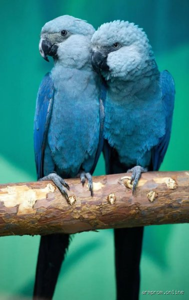 Perroquet Bleu : Le Guide Ultime pour Ne Plus Être Bleu de Confusion !
